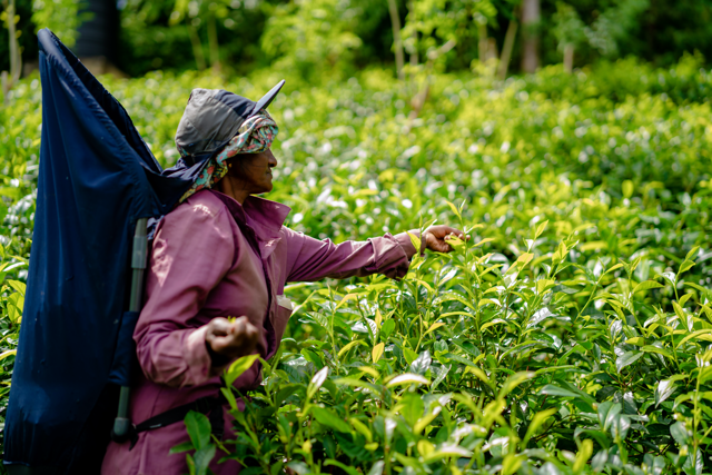 Handpicked for Pure Perfection