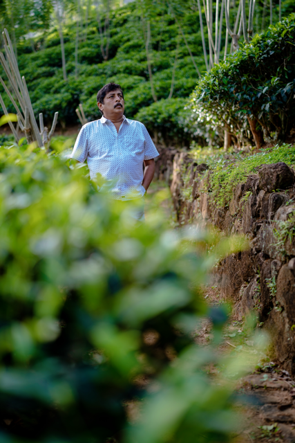 Vintage photo of tea workers on the estate