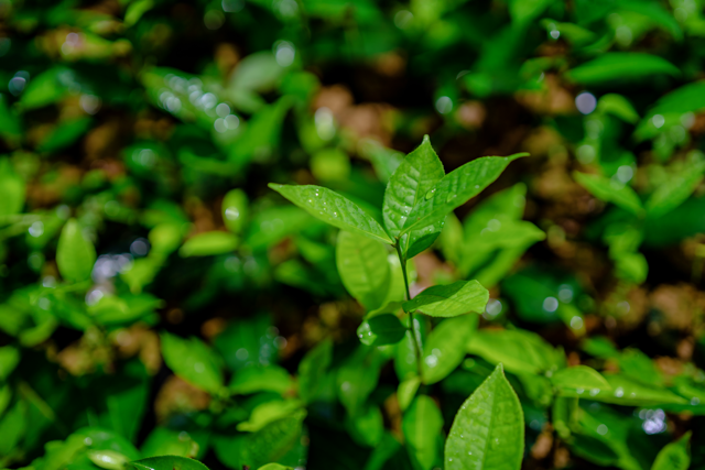 Vintage photo of tea workers on the estate